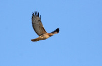 red tailed hawk 1