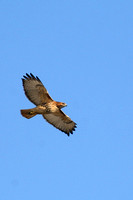 red tailed hawk 2
