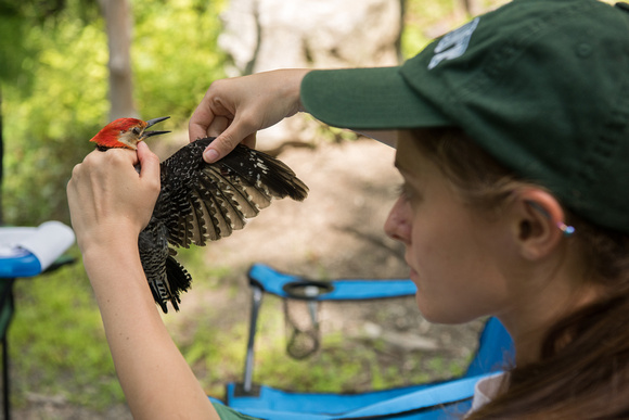 20170721-1_Ornithology Research at Mohonk_0031