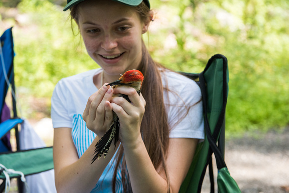 20170721-1_Ornithology Research at Mohonk_0005