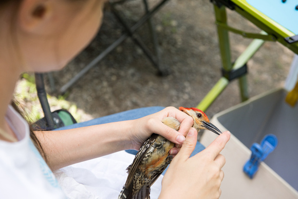 20170721-1_Ornithology Research at Mohonk_0025