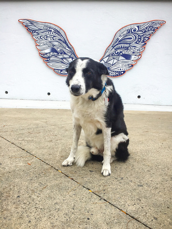 Augie with the wings - 20191005-96