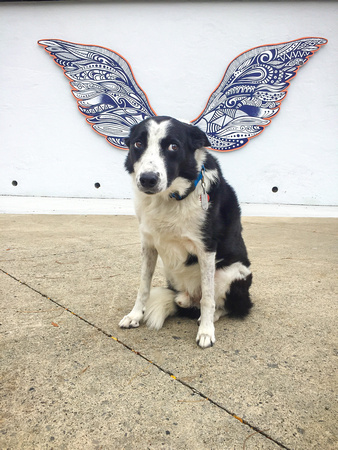 Augie with the wings - 20191005-97