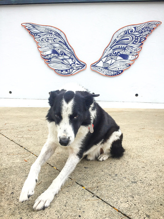 Augie with the wings - 20191005-98