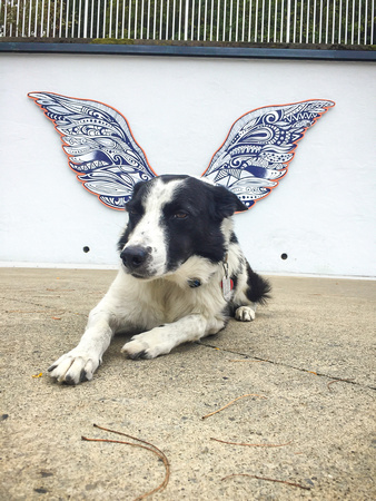 Augie with the wings - 20191005-100