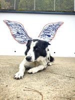 Augie with the wings - 20191005-101