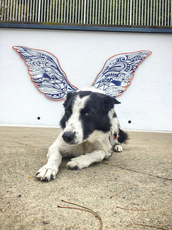 Augie with the wings - 20191005-102