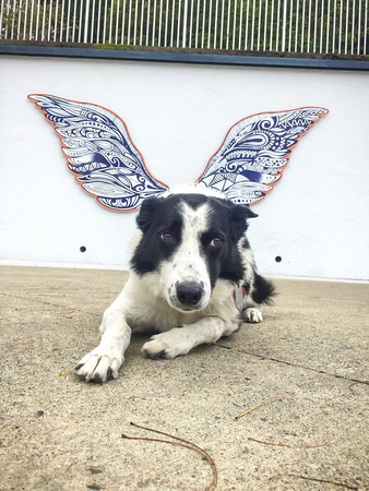 Augie with the wings - 20191005-103