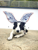 Augie with the wings - 20191005-105