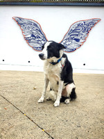 Augie with the wings - 20191005-106