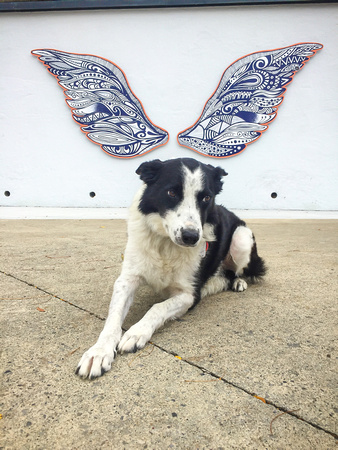 Augie with the wings - 20191005-107