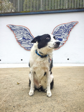 Augie with the wings - 20191005-109
