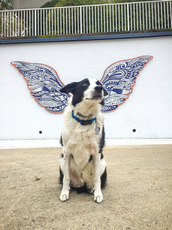 Augie with the wings - 20191005-110