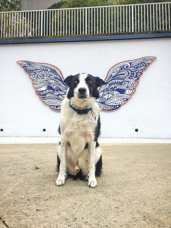 Augie with the wings - 20191005-115