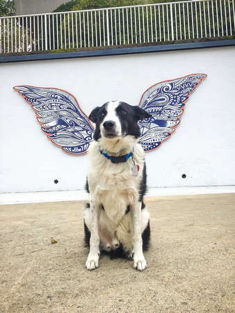 Augie with the wings - 20191005-118